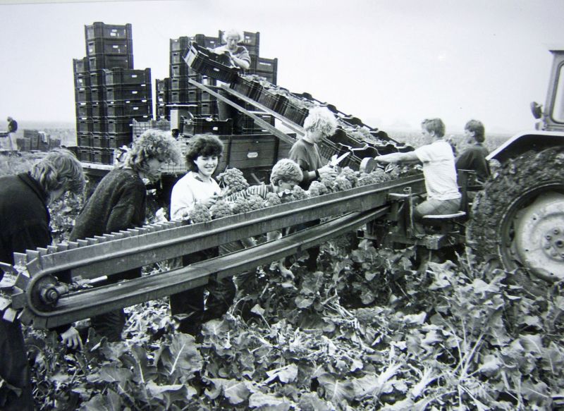 Broccoli-oogst gemechaniseerd 