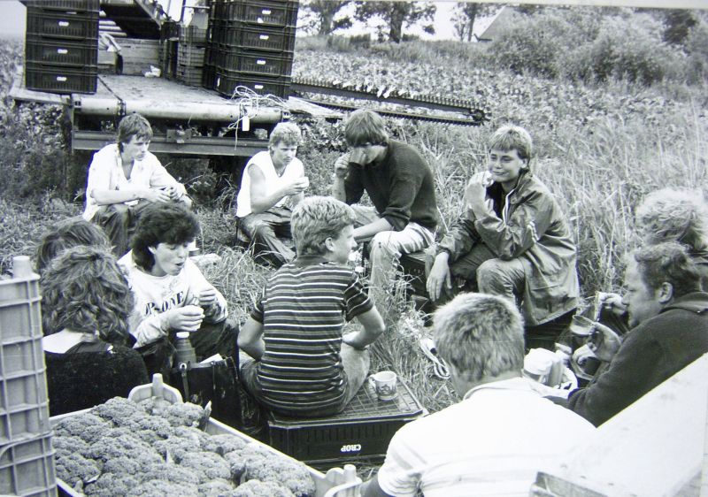 Oogst in Bollingawier 