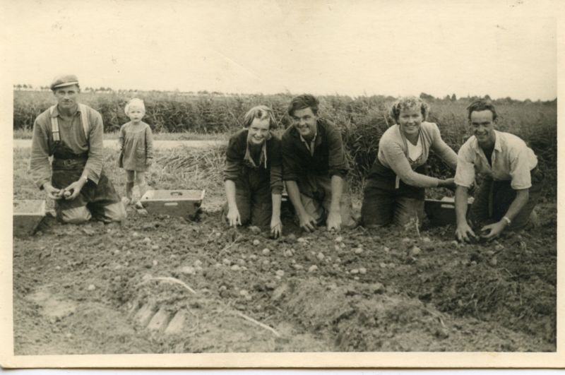 Vrolijke aardappelzoekers