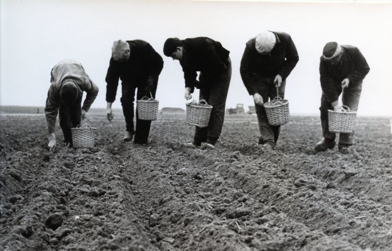 Arbeiders poten en rooien aardappels 