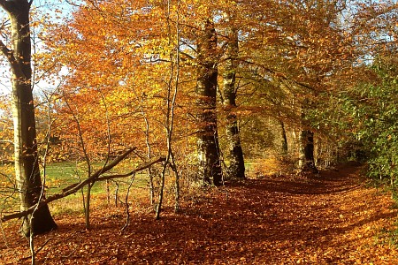 Súdeast Fryslân: beken, bosk en heide