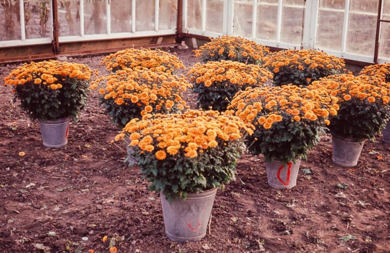 Bloemenemmers